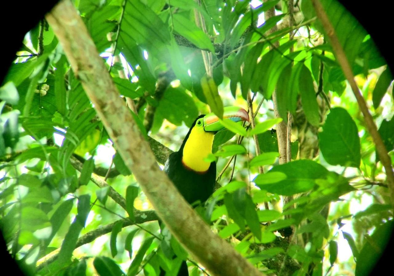 Hotel Wildlife Art Tortuguero Exteriér fotografie