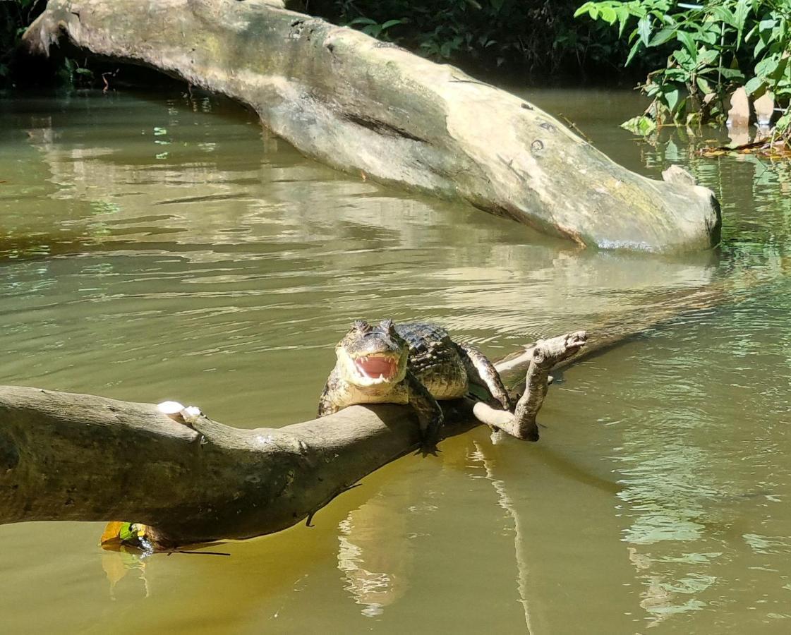 Hotel Wildlife Art Tortuguero Exteriér fotografie